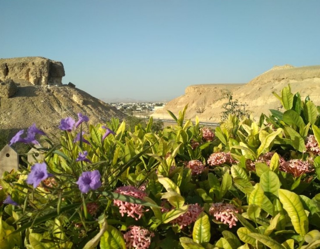 Viaggio in Viaggio naturalistico in Oman
