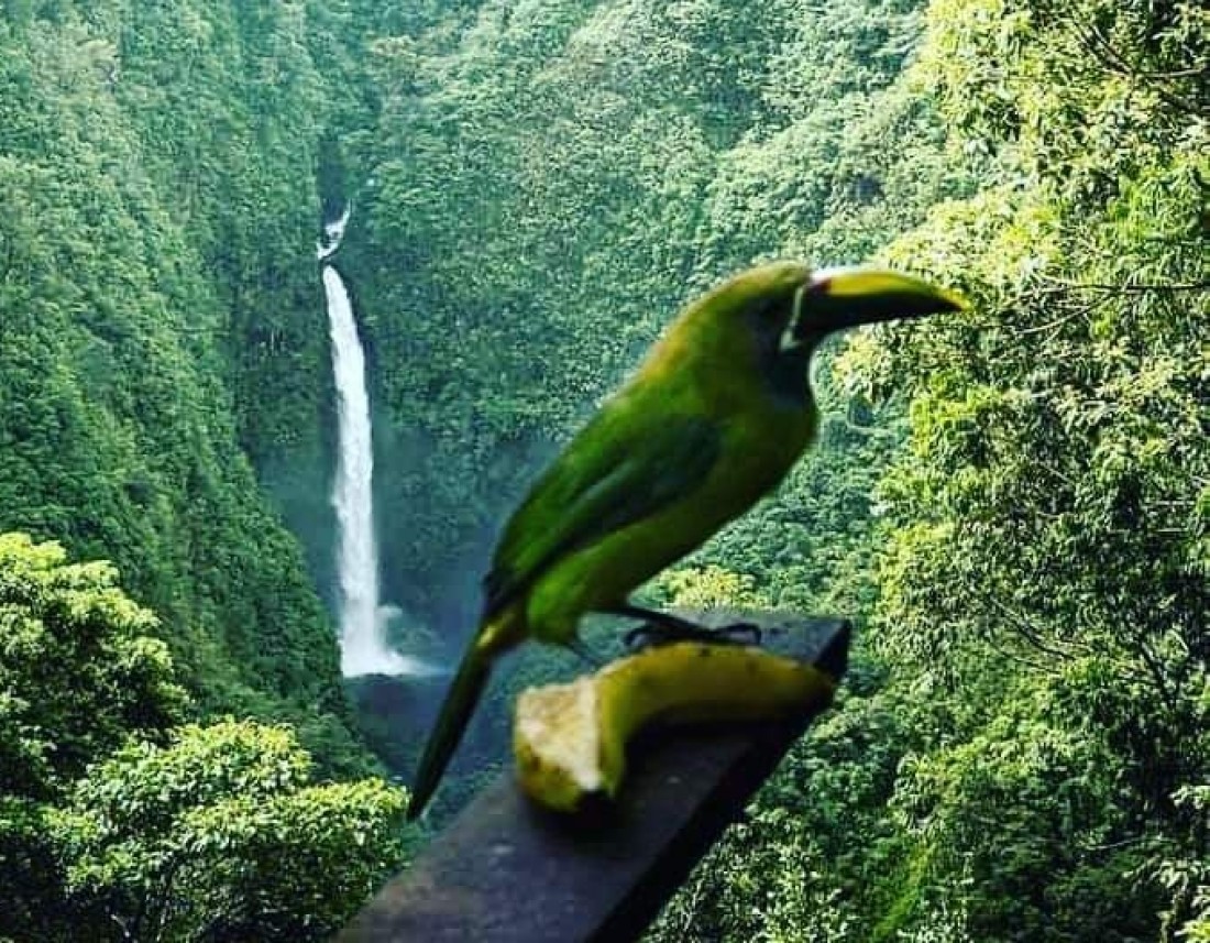 Viaggio in Costa Rica birdwatching