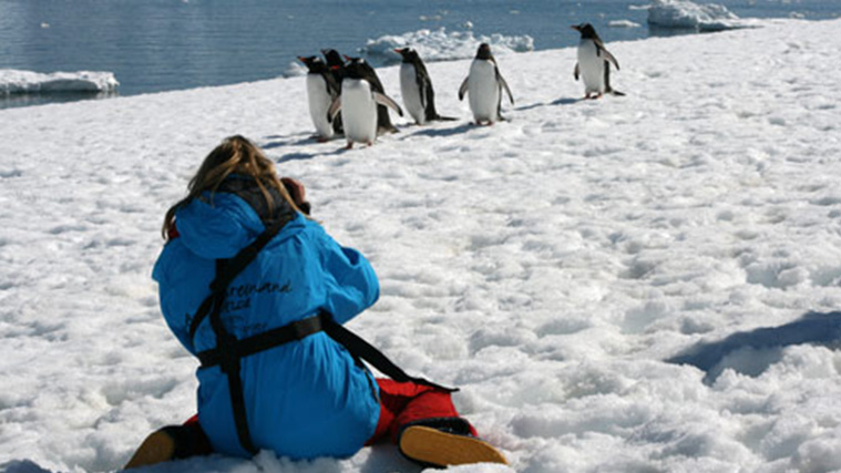 Antartide Penguins 1
